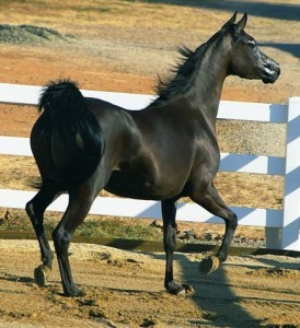 Black Star znova.jpg